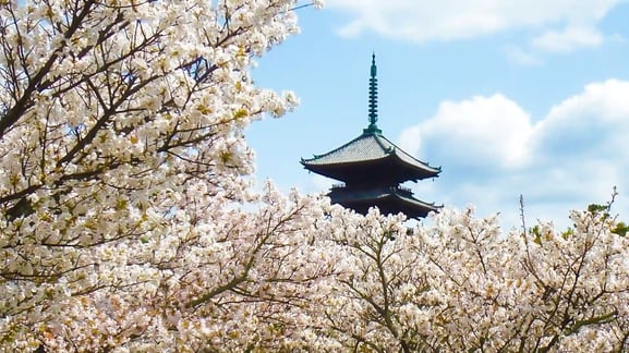 닌나지(仁和寺)