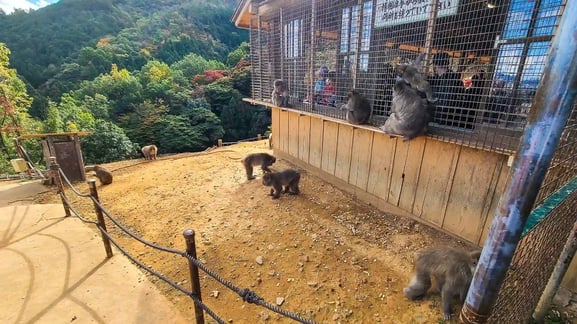 몽키파크